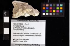 Foto (Objket + Etiketten) von Goniodromites sp. 